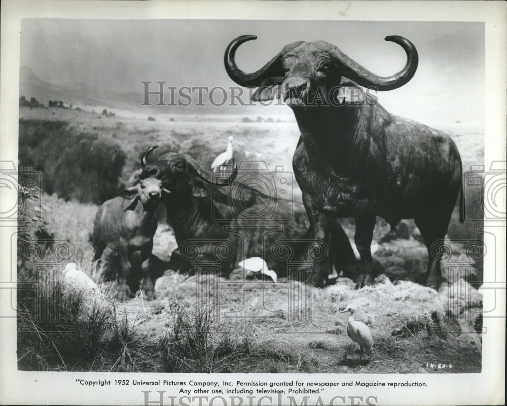 1952 African Buffalo Group Eastern Africa - Historic Images