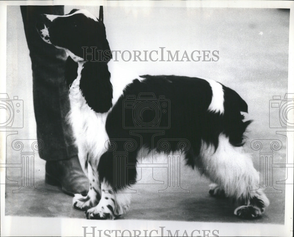 1975 English Springer Spaniel Gun Dog  - Historic Images