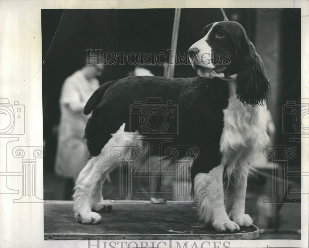 1970 Dog-- English Springer Spaniel - Historic Images