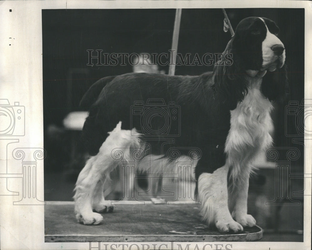 1973 Dogs - Historic Images