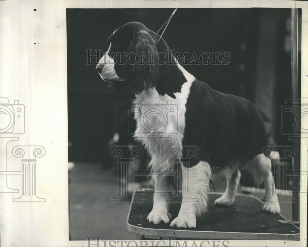 1972 English Springer Spaniel Kennel Club - Historic Images