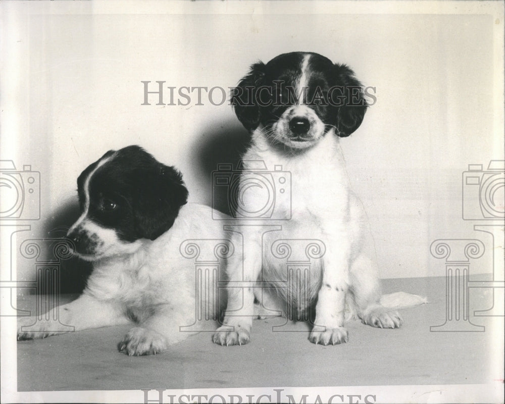 1967 Dogs Breeds - Historic Images