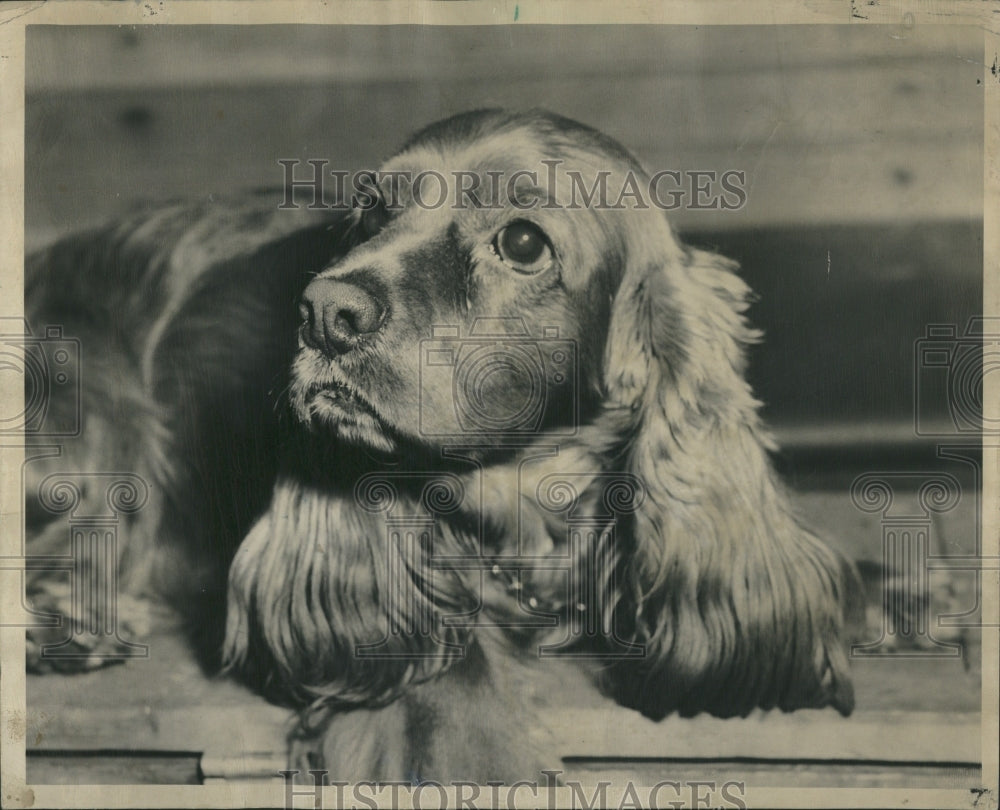 1986 Cocker Spaniel Dog Eurasian Woodcock - Historic Images