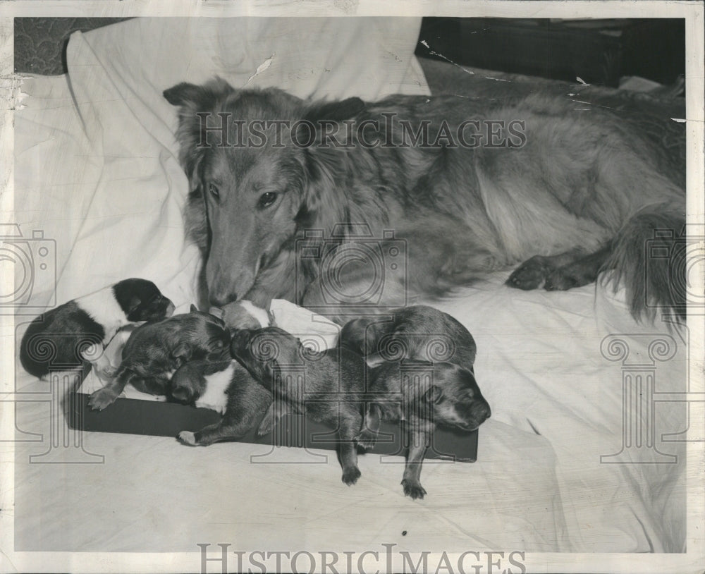 1958 Suzy Dog - Historic Images
