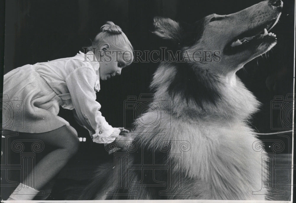 1973 Julie Ann Nelson Collie Dog Kennel Clu - Historic Images