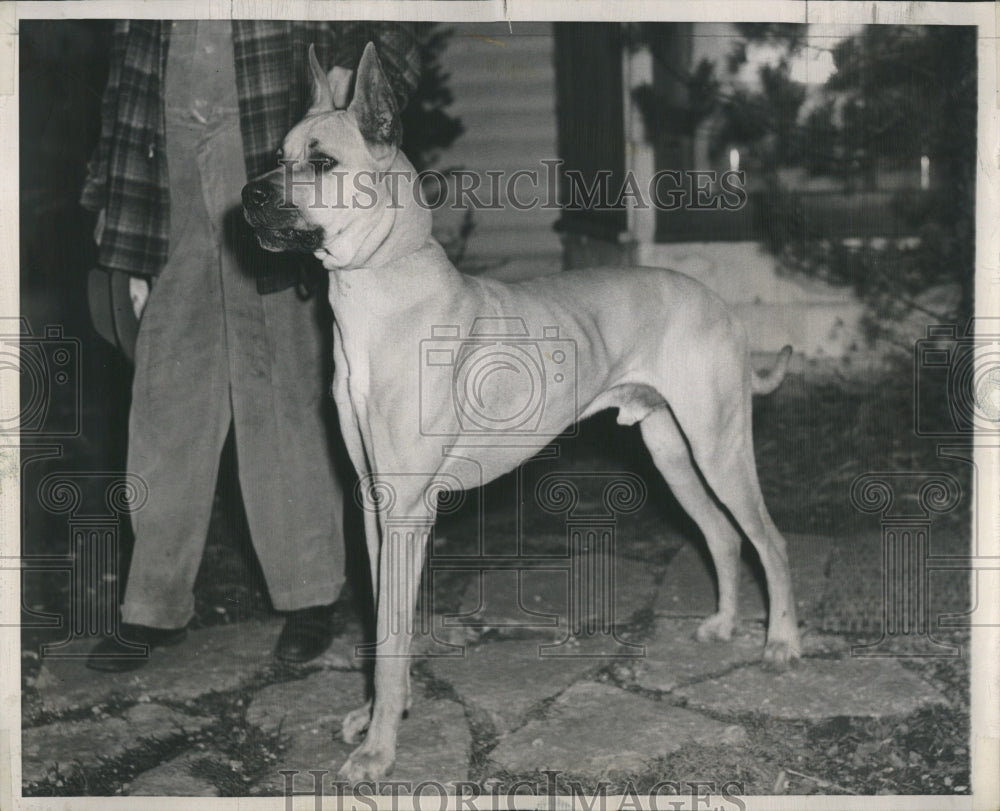 1948 Ralph O' Hara Willow Springs dog show - Historic Images
