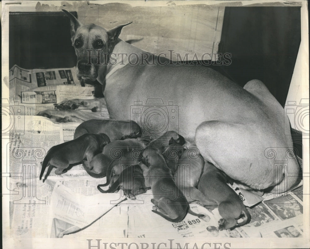 1961 Great Dane Mother Nurses Puppies - Historic Images