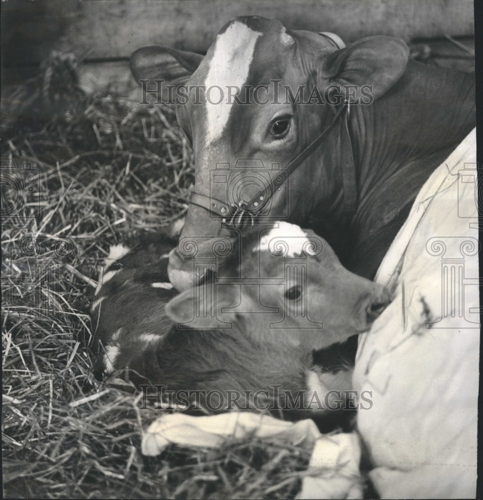 1960 Guernsey Calf Gertrude McNaught Elgin - Historic Images