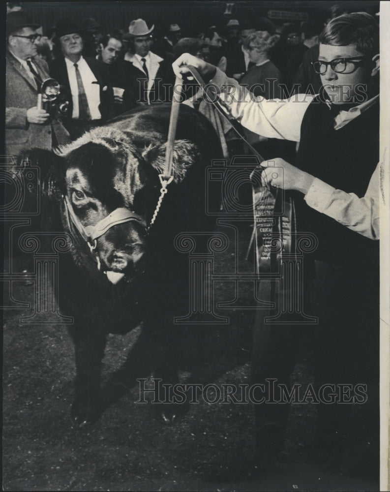 1968 Arendt Black Angus Champion Steer - Historic Images