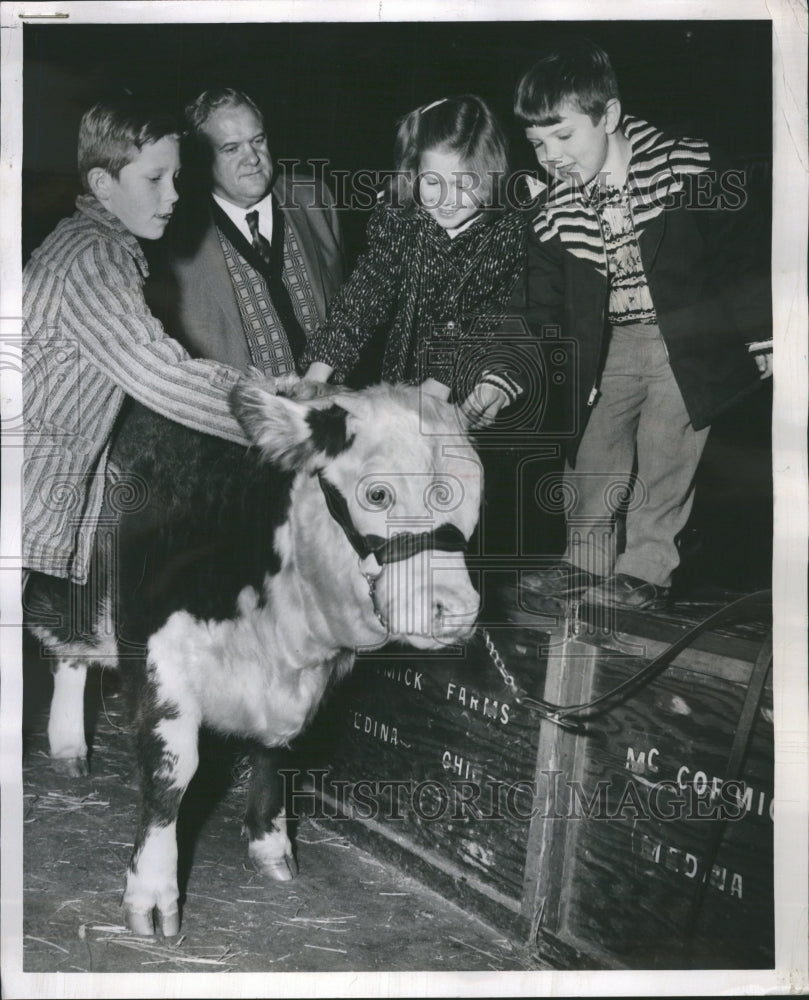 1960 Hereford Heifer Sugar Baby John Price - Historic Images