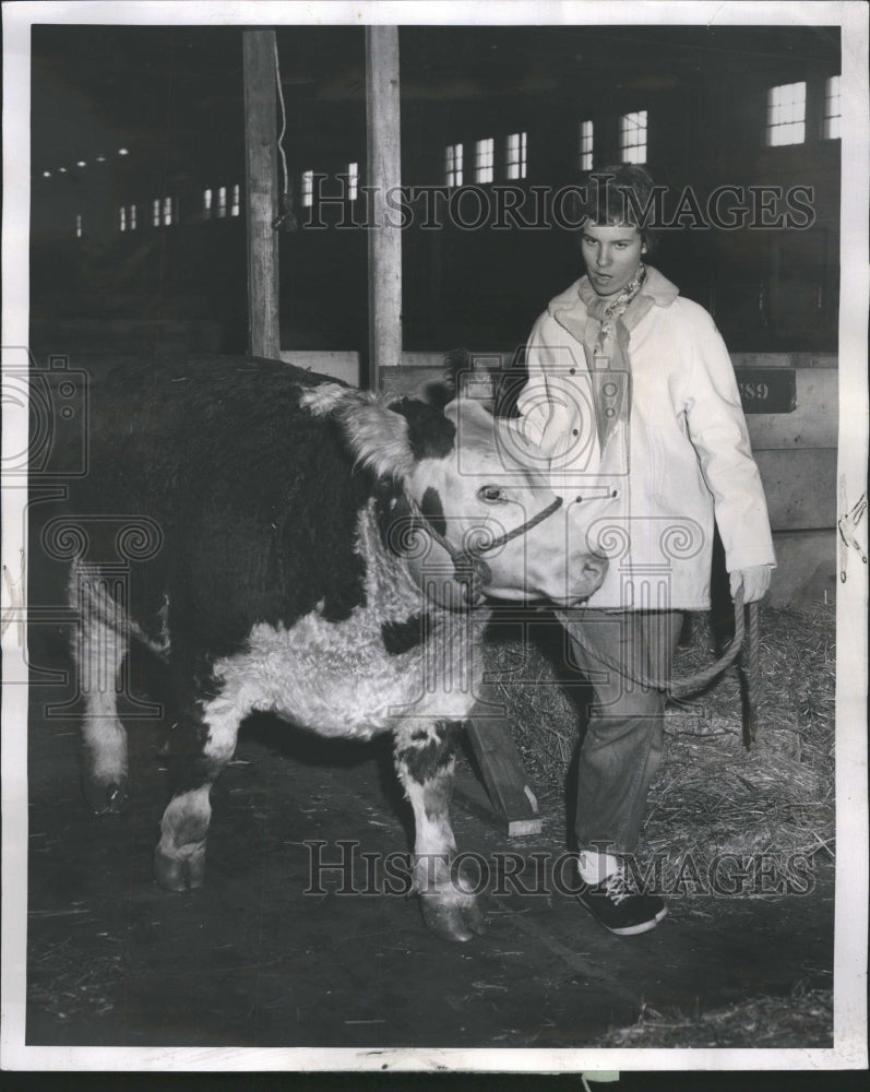 1961 Hereford Cow Cherokee Iowa Lead Steer - Historic Images