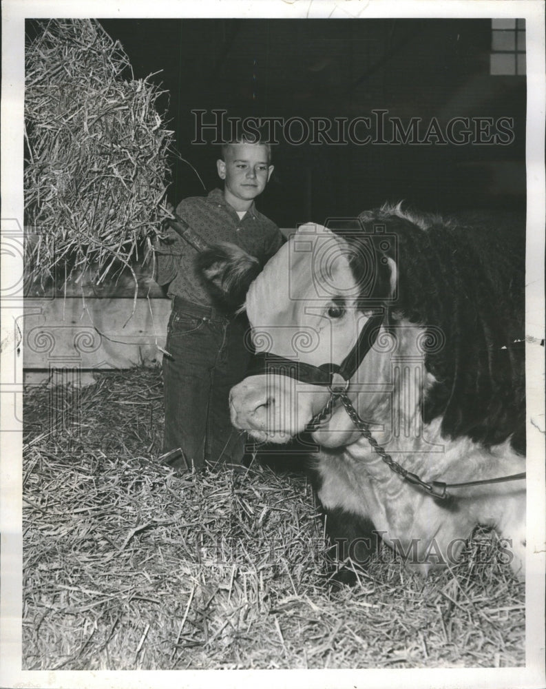 1960 International Livestock Expo Hereford - Historic Images