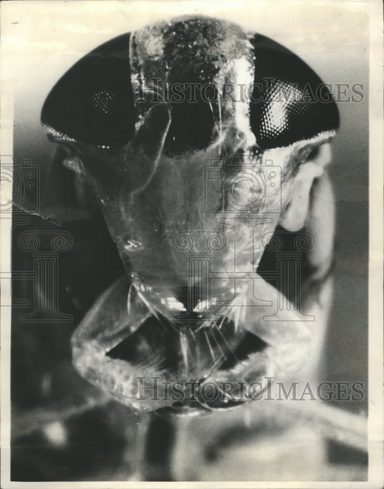 1936 Press Photo Waterbug head - Historic Images