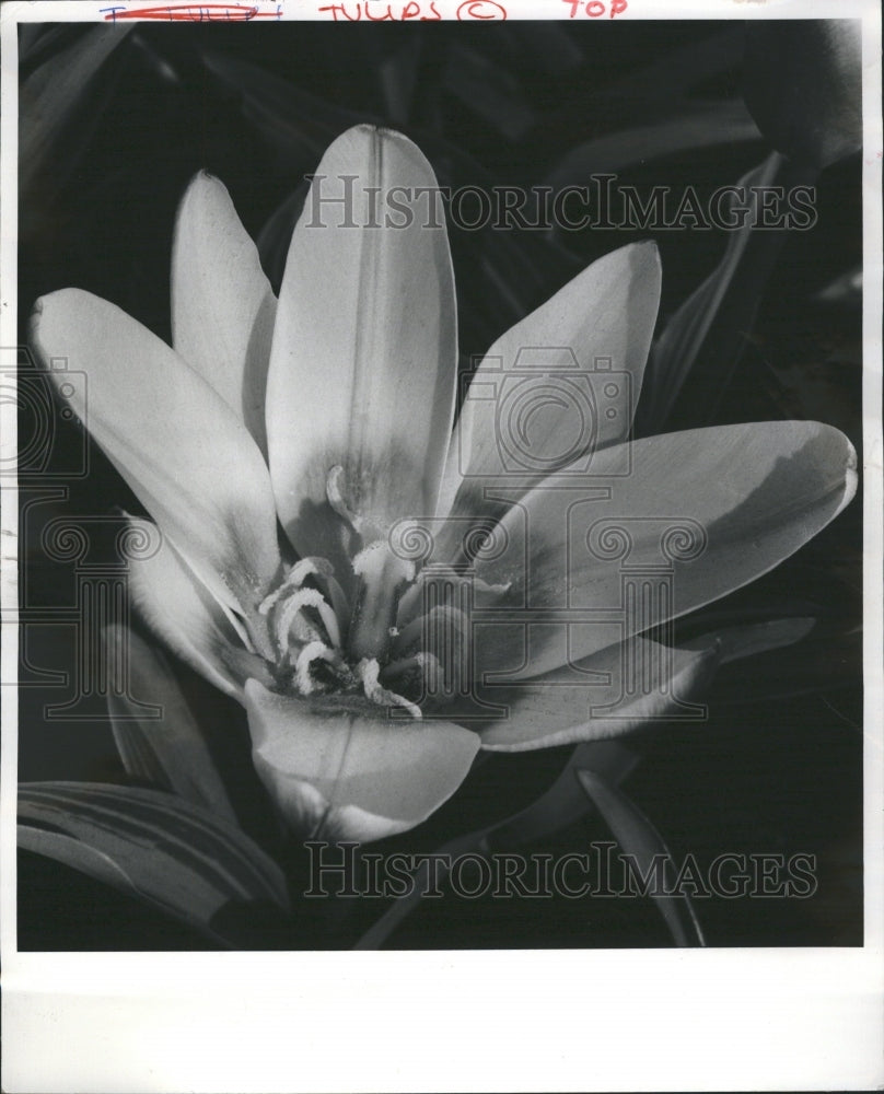 1984  Water Lillies - Historic Images