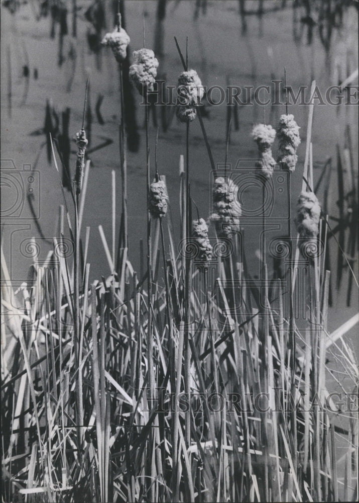 1985 Cattails Goose Cane prairie - Historic Images