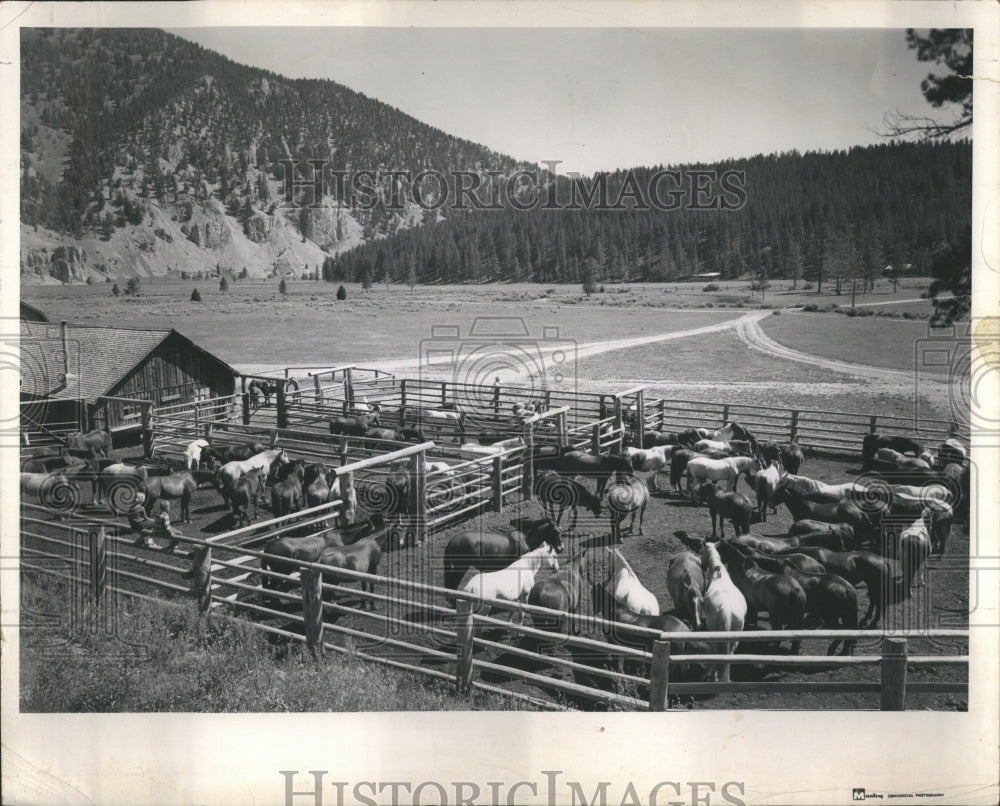 1961 Colorado Dude Ranch ponys - Historic Images