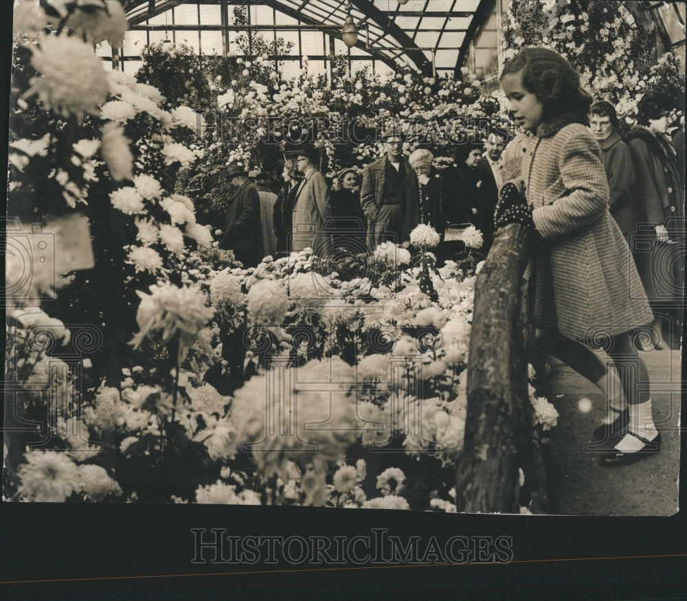 1960 Lincoln Park Conservatory Annual Mum - Historic Images