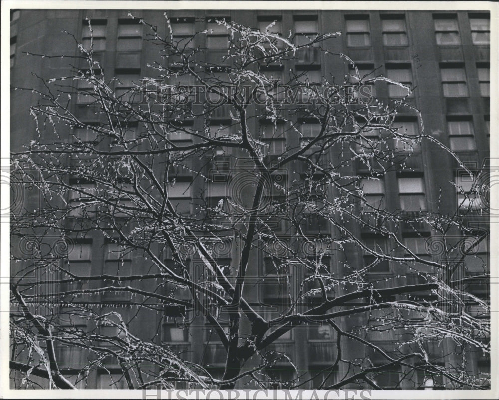 1978 Ice storm Tree National Weather Servic - Historic Images