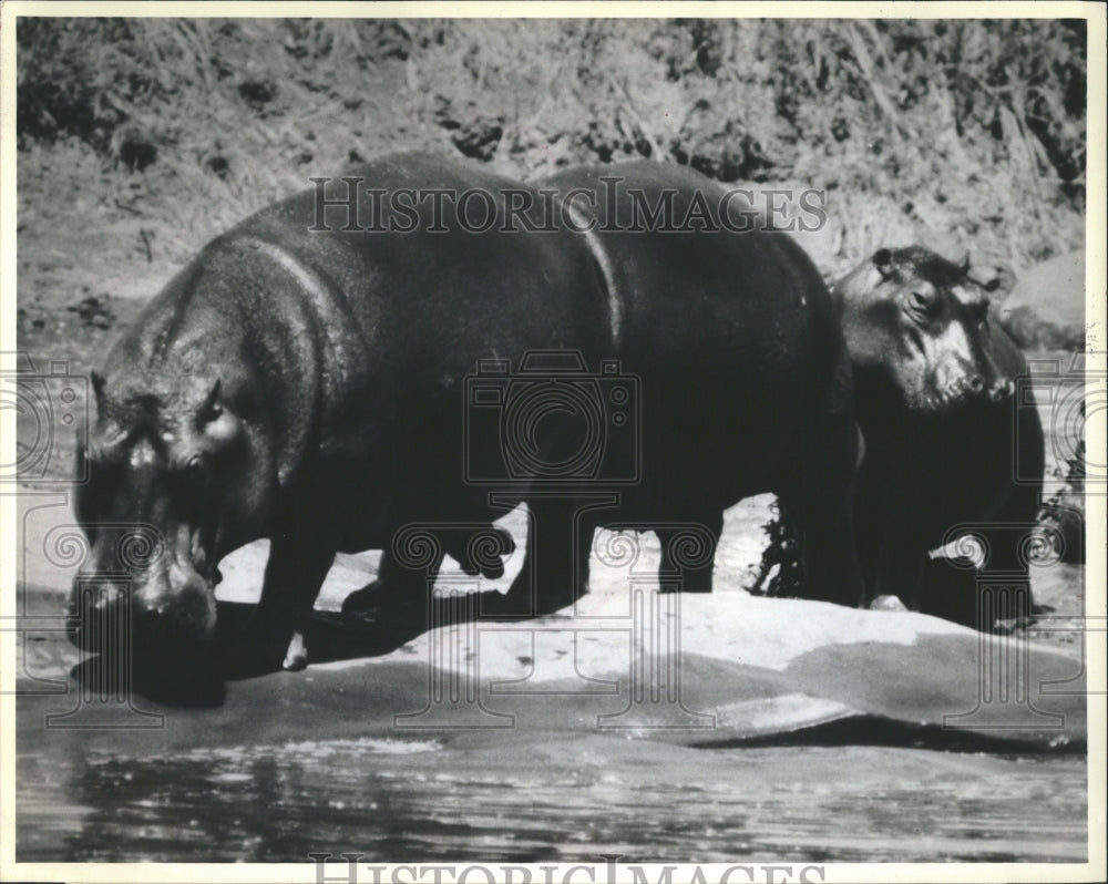 1978 Hippopotamus - Historic Images