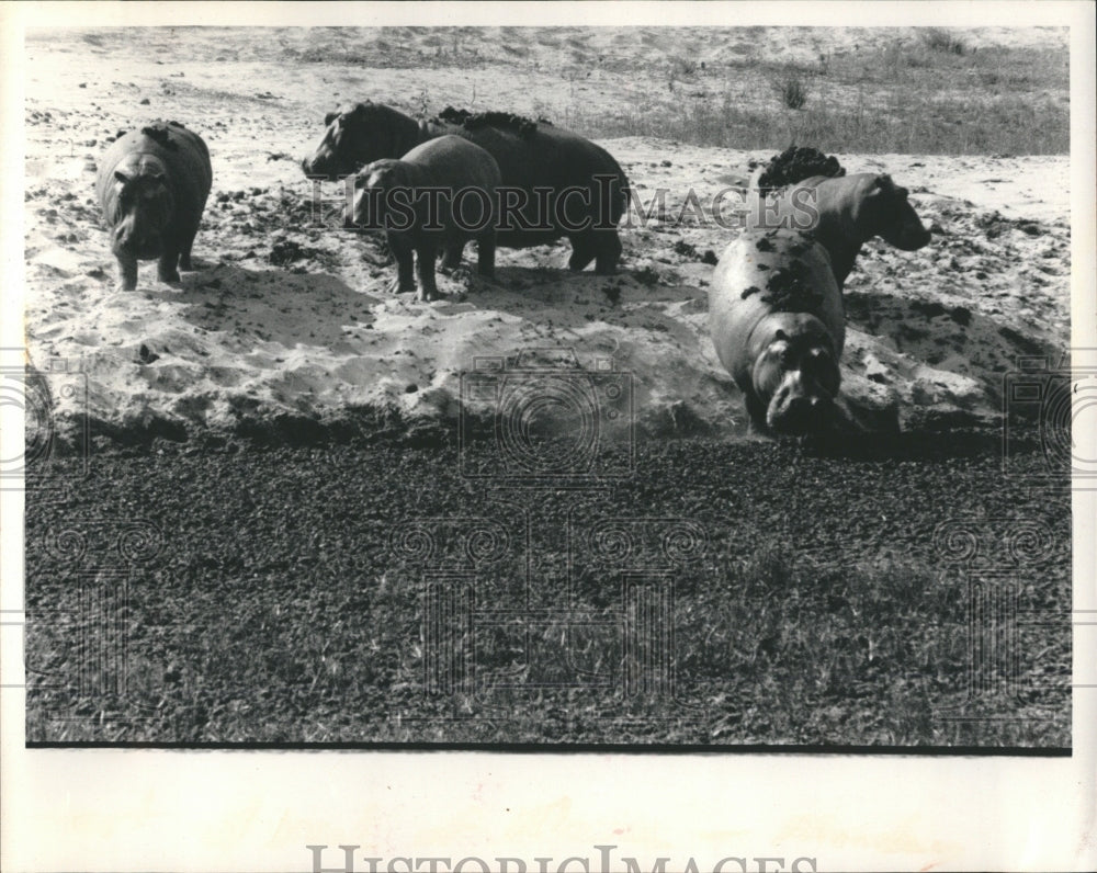 1983 Hippopotamus - Historic Images