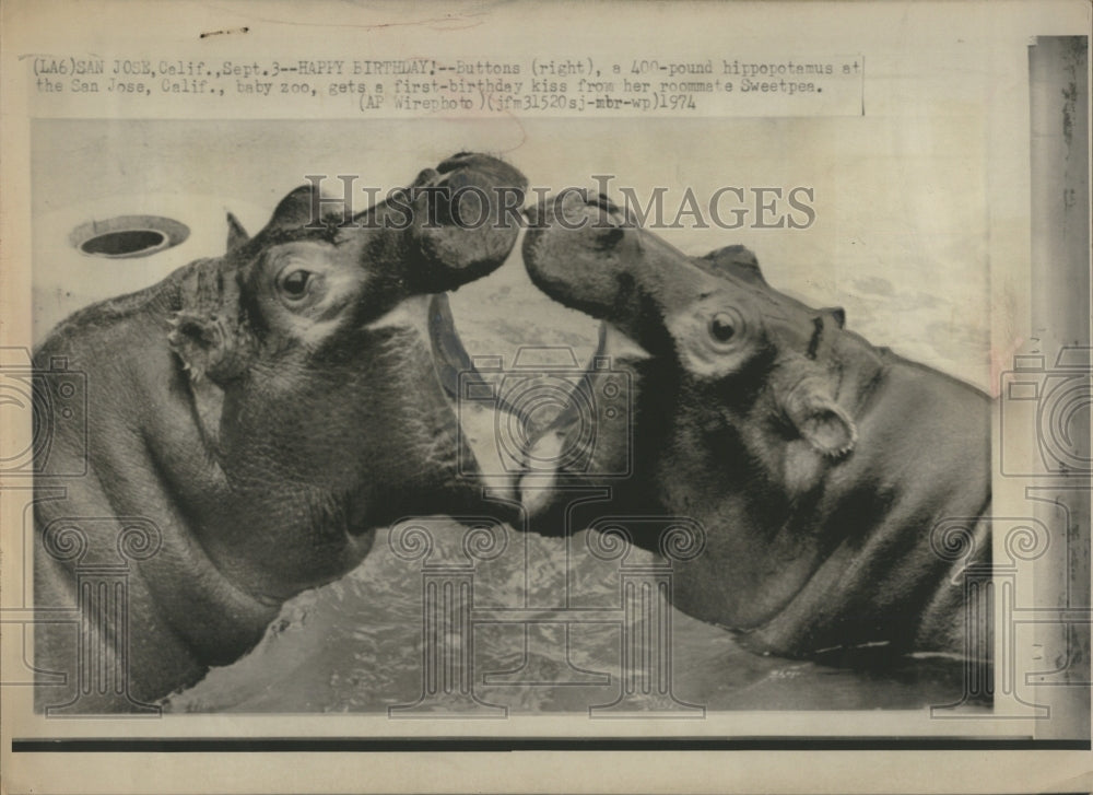 1974 Hippopotamus Mare San Jose Zoo - Historic Images