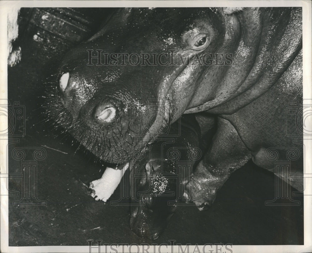 1949 Hippopotamus Animal ancient Greek - Historic Images