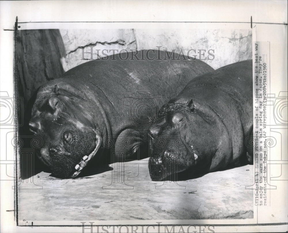 1960 Hippopotamus Tokyo Zoo - Historic Images