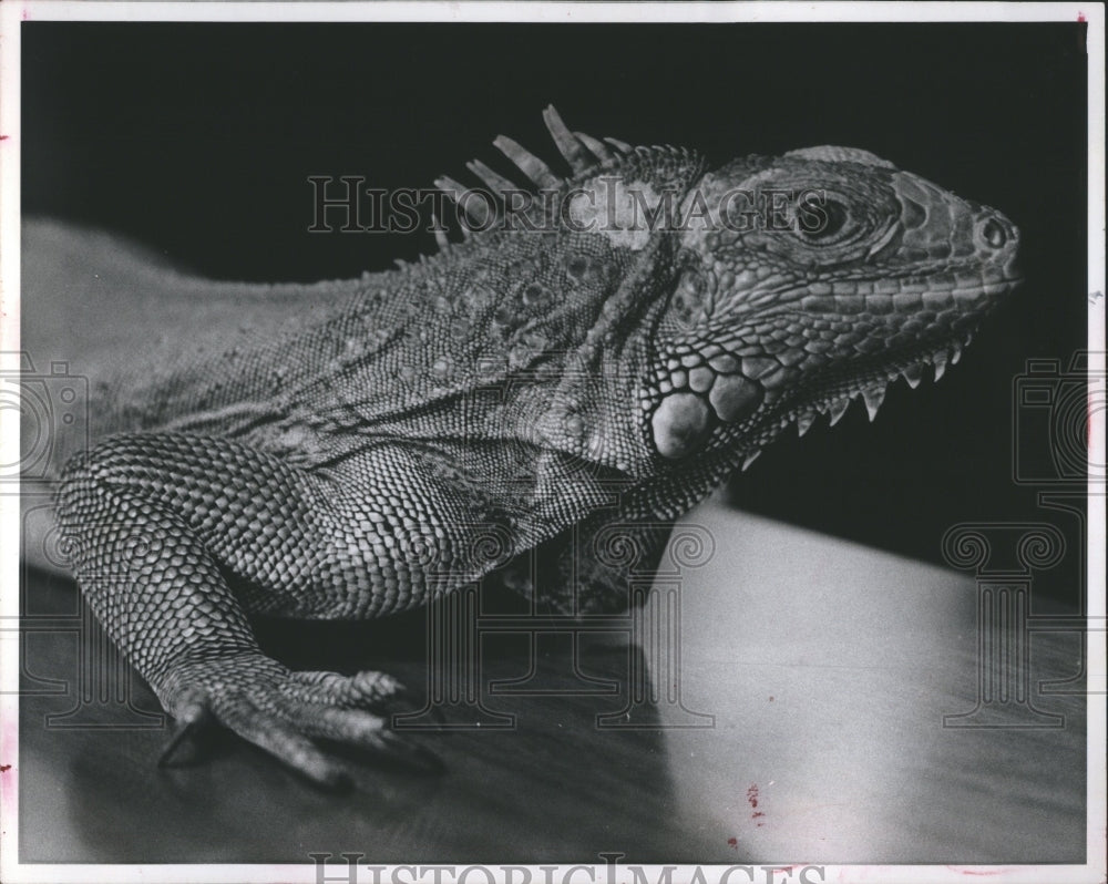 1976 Iguana Reptile Lizard Ruby Zupan - Historic Images