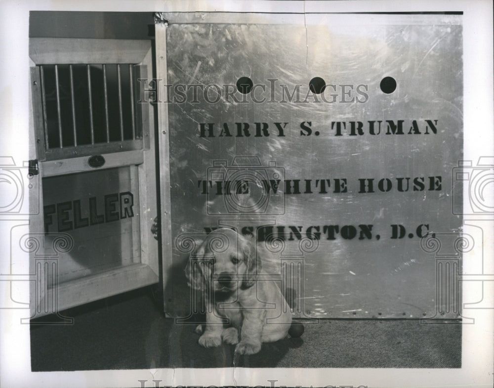 1947 Feller President Truman Puppy - Historic Images