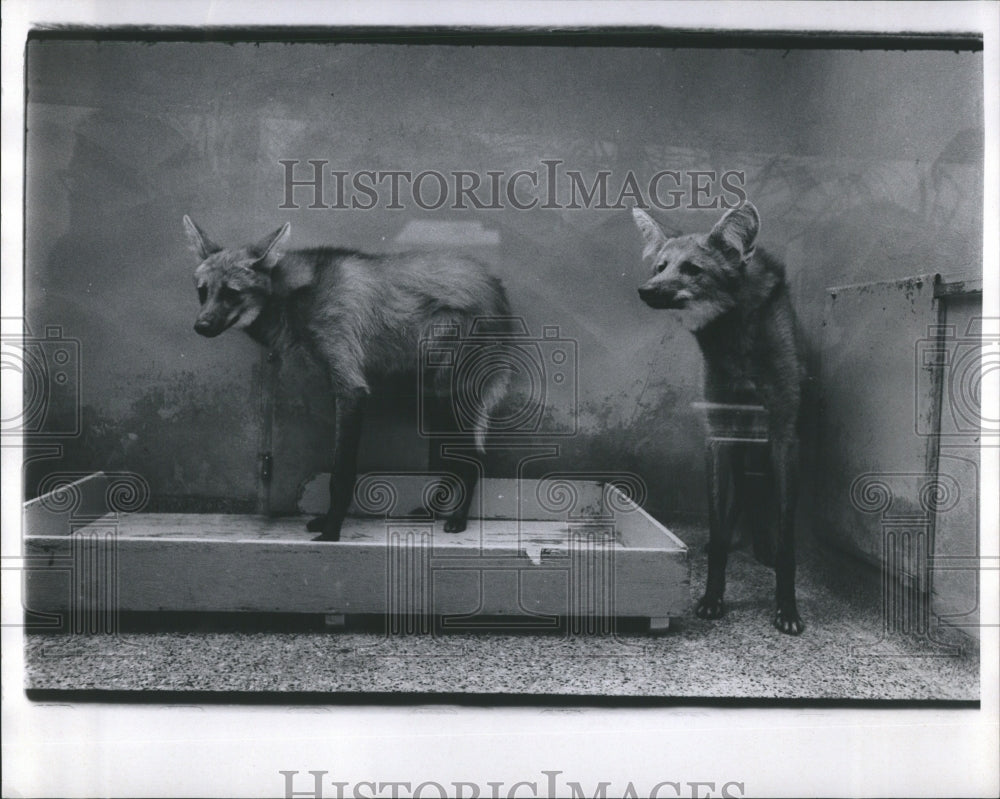 1969 Hyenas - Historic Images
