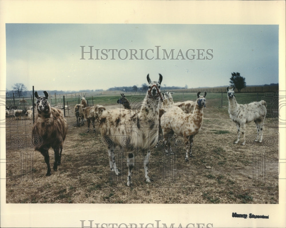  Humes Exotic Wildlife Farm Llamas - Historic Images
