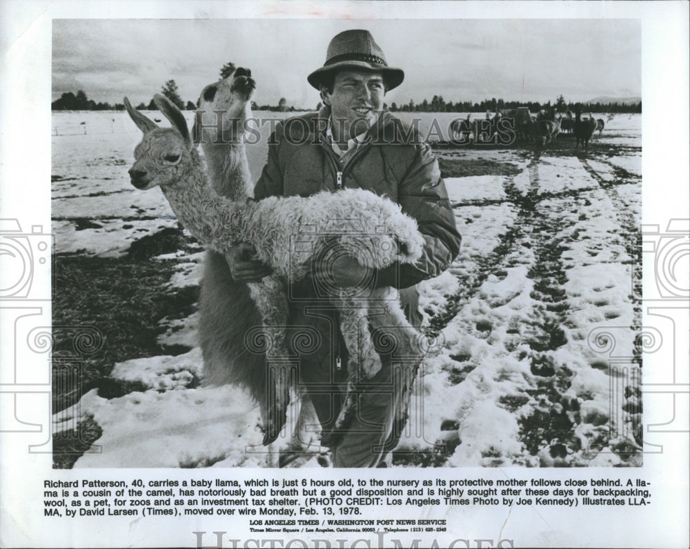 1978 LLama Snow Field Man Farm - Historic Images