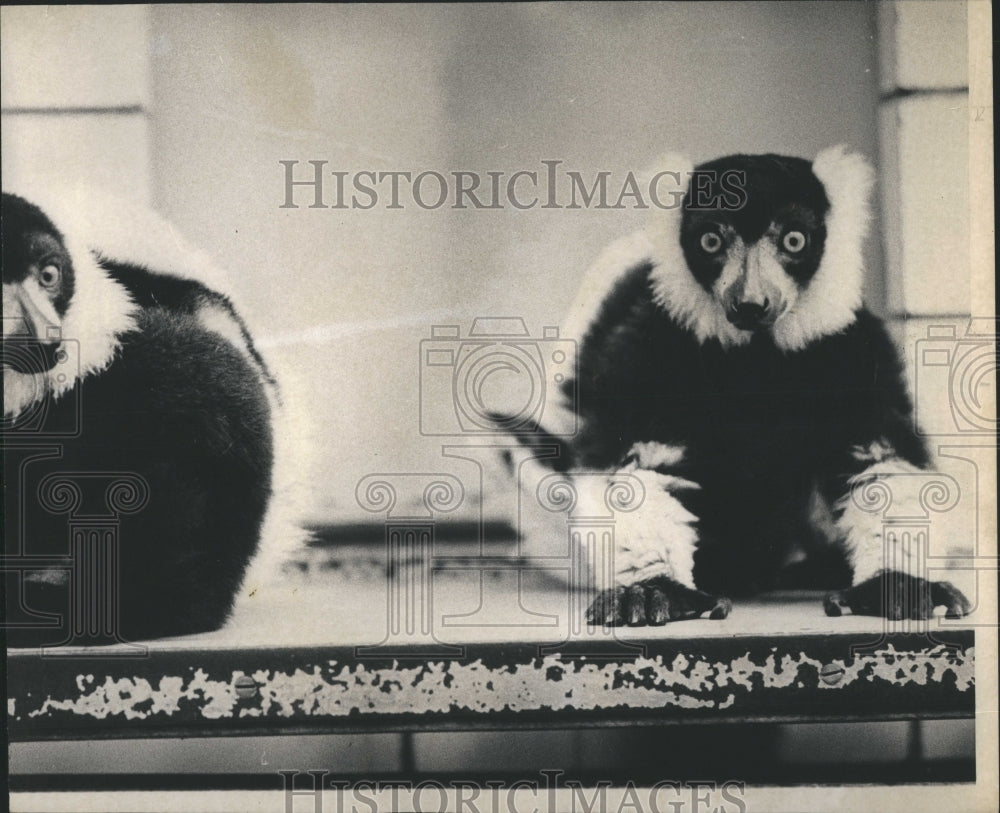 1970 Lemurs Lincoln Park Zoo Chicago - Historic Images