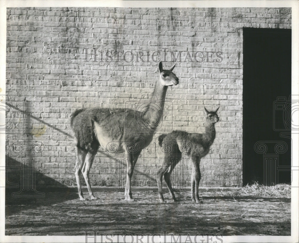 1955 Brookfield Zoo Baby Guanaco - Historic Images