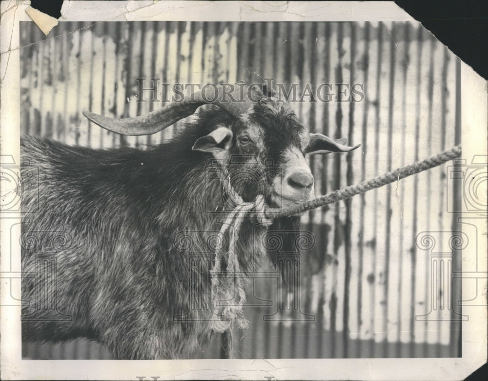 1981 Billy the goat at the end of his rope - Historic Images