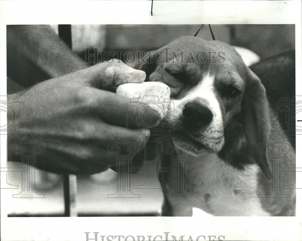 1977 Kennel Club Fall Dog Show - Historic Images