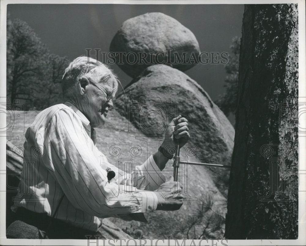 1946 Tree Core Samples Predict Weather - Historic Images