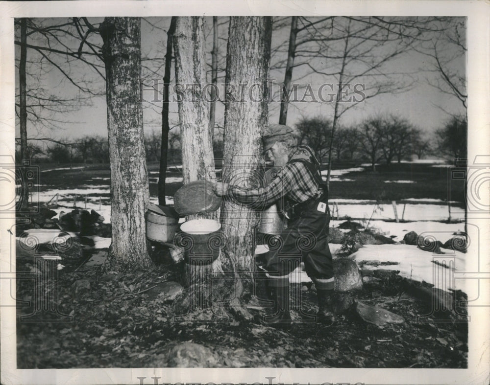 1948 Maple Sugar Tree South Slope Woods - Historic Images