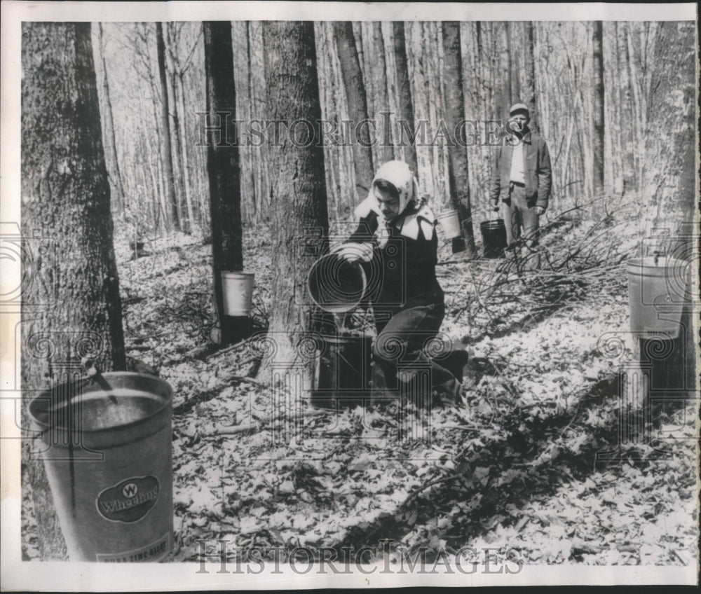 1958 Maple Sap Bucket Maple Sugar Syrup - Historic Images