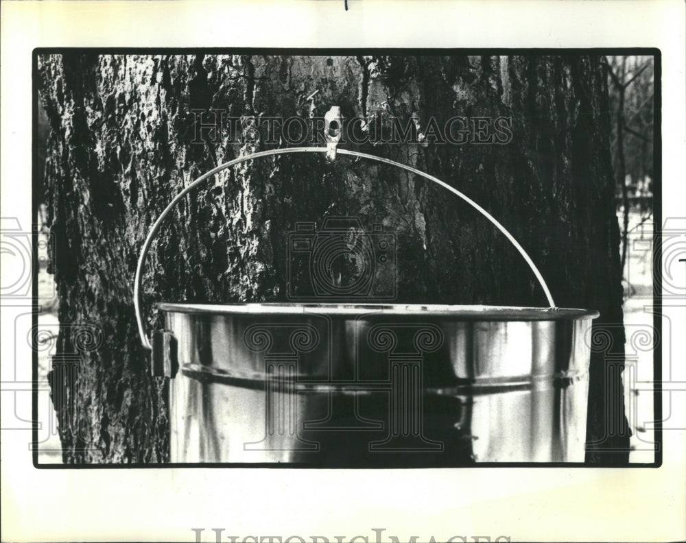 1985 Maple Sugar Cans Tree River trail - Historic Images