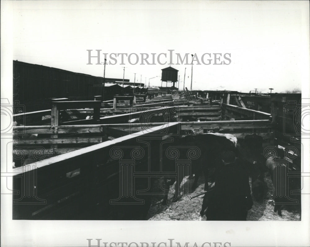 1935 Stockyard Buffalloes - Historic Images