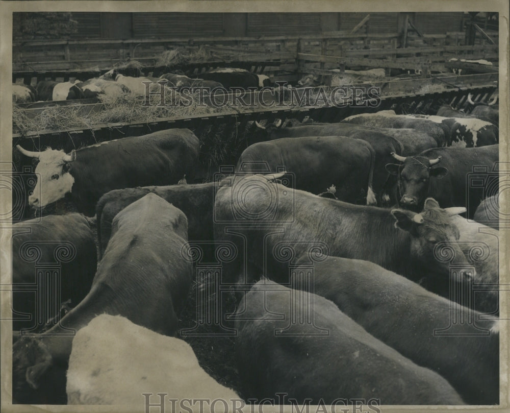 1946 Stock yard Buffaloes - Historic Images