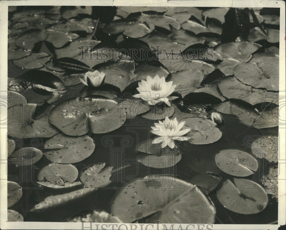1923 Press Photo Tranquil Floating Water Lilies - Historic Images
