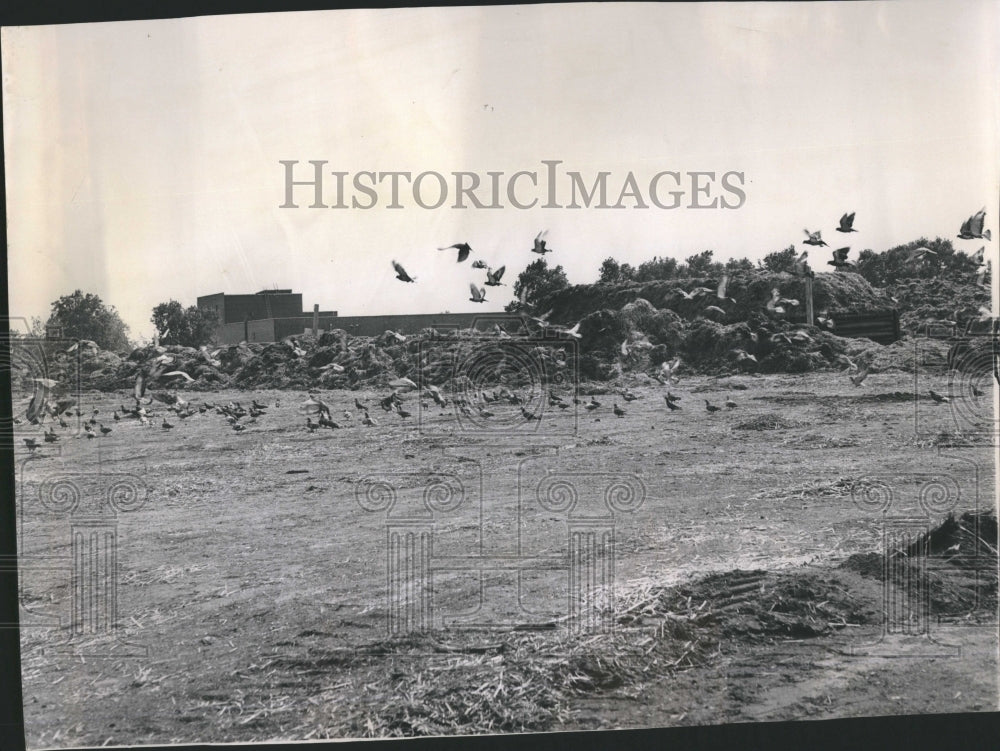1961 Stockyard Land Real Estate Potential - Historic Images