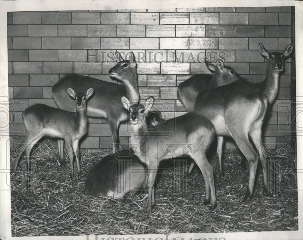 1937 Waterbuck Detroit Zoo Theodore F. Sohr - Historic Images