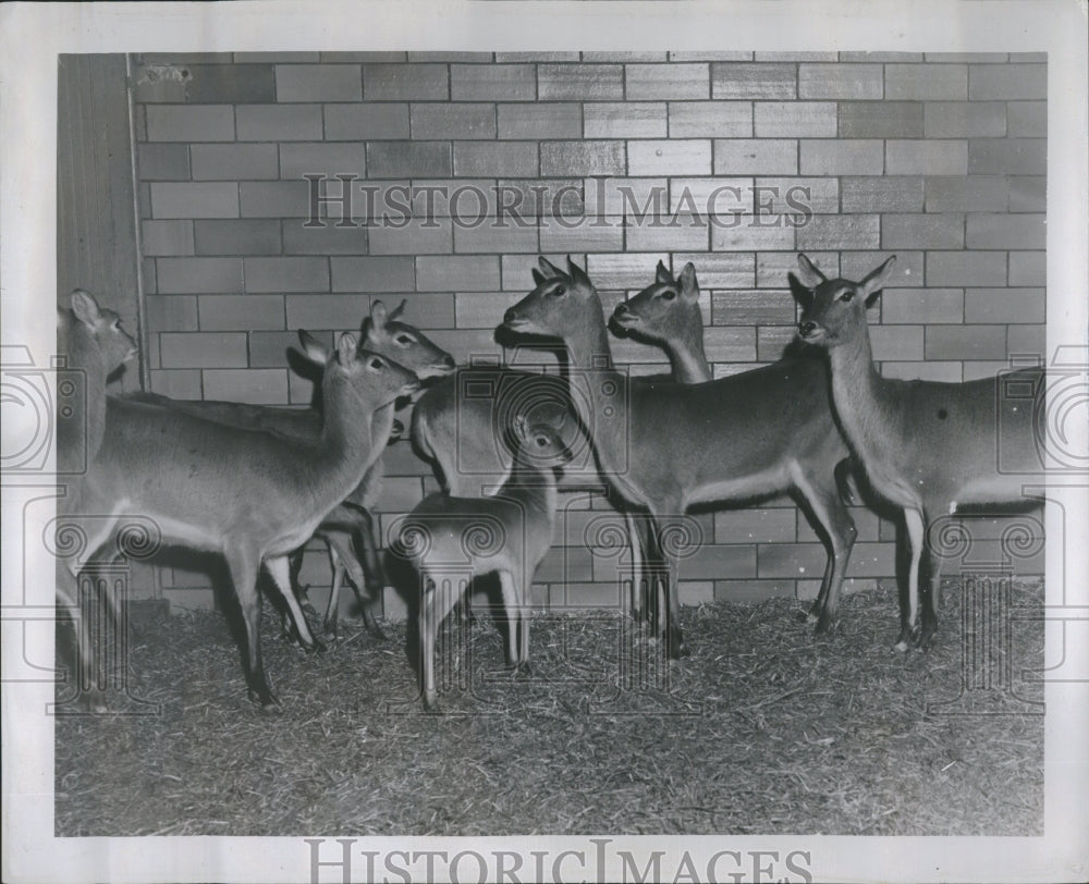 1947 Waterbuck Baby Detroit Zoo - Historic Images