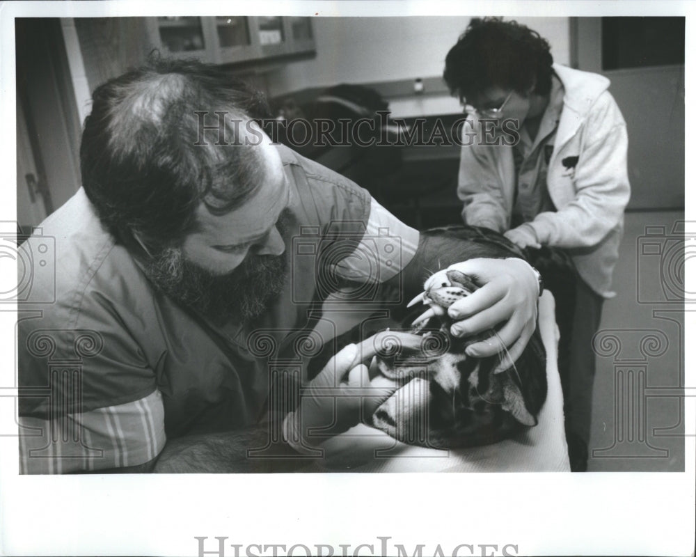 1993 Vet Snow Leopard Brookfield Zoo - Historic Images