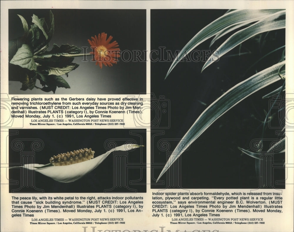 1991 Gerbera Daisy Peace Lily Spider Plant - Historic Images