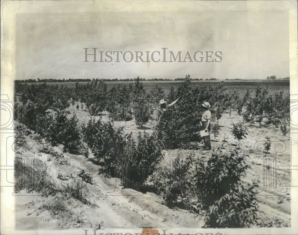1942 Civilian Conservation Corps Trees - Historic Images