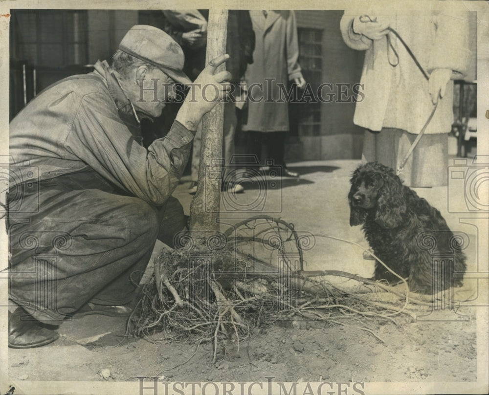 1956 Art Jacobson Tree Planting Farming - Historic Images
